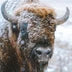 Bison Tallow