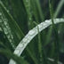 Lemongrass Oil