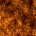 Pumpkin Powder