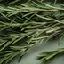 Rosemary & Grapefruit Oils