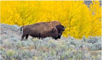 Report From The Kitchen #4 - Ancient Bison Antiquues Farm = Amazing Bison Tallow Balm