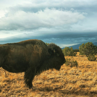 Report From The Kitchen #4 - Ancient Bison Antiquues Farm = Amazing Bison Tallow Balm