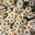 Chamomile