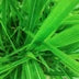 Citronella Oil