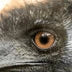 Emu Oil