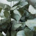 Eucalyptus Oil
