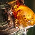 Mastic Gum
