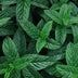 Peppermint Oil