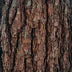 Pine Tar
