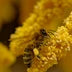 Royal Jelly