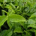 Tea Tree Oil